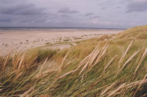 Duin en strand nabij de Vliehors